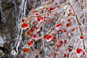 Sergei icy berries